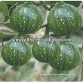 Chinese Green shine skin pumpkin seed for growing